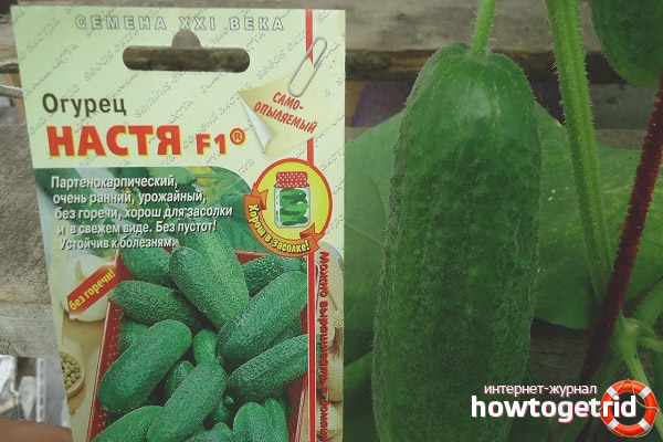 Cucumber Nastya F1