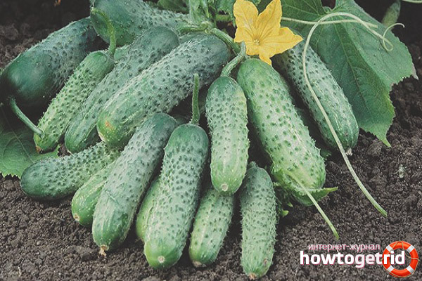 Cucumber Pasalimo F1