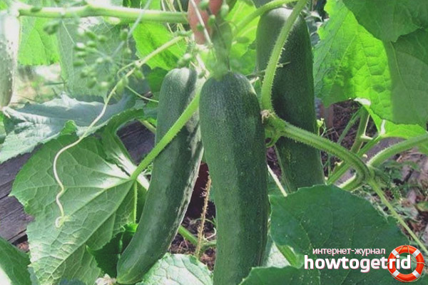 Cucumber Moscow Nights F1