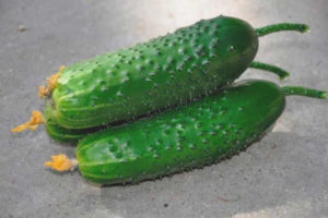 Cucumber Prestige F1