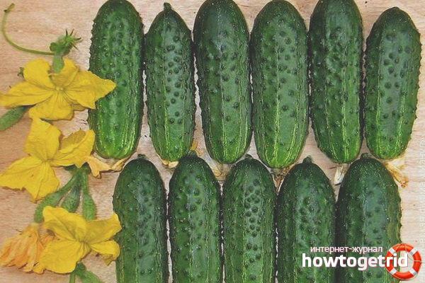 Cucumber Primadonna F1