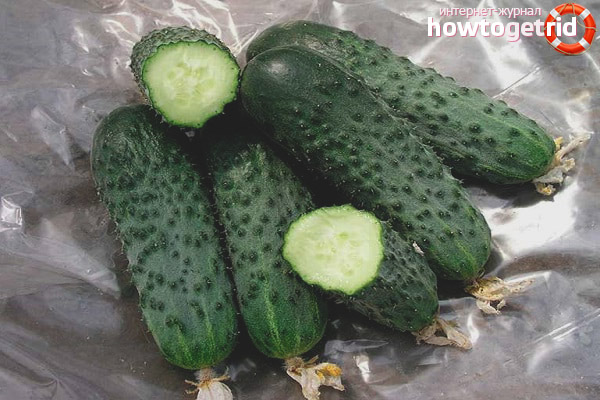 Cucumber Satina F1