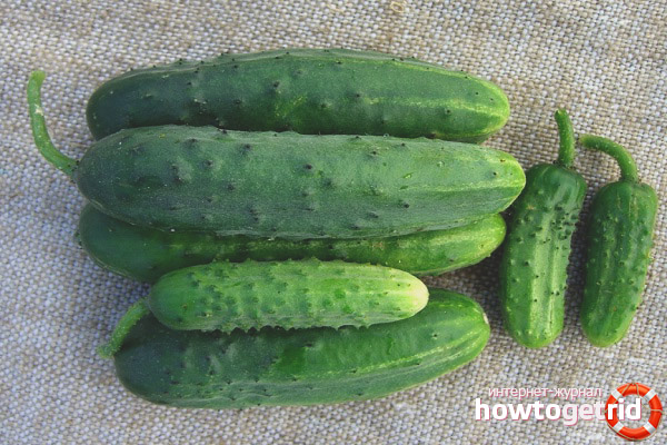 Cucumber Bumblebee F1
