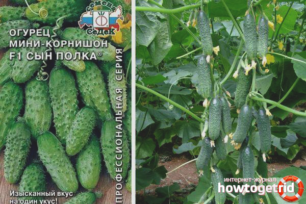 Cucumber Son of the F1 regiment