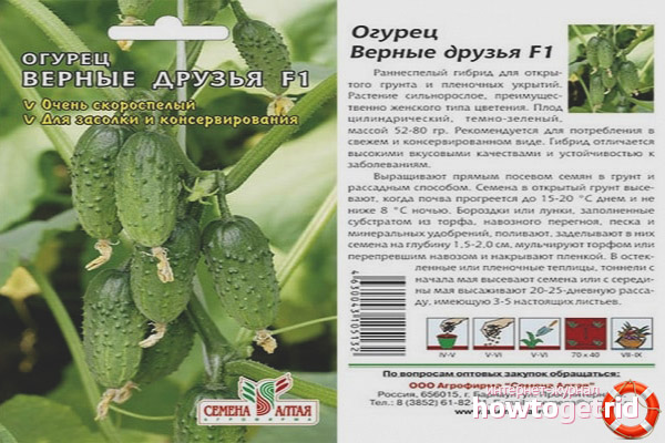 Cucumber Faithful Friends F1