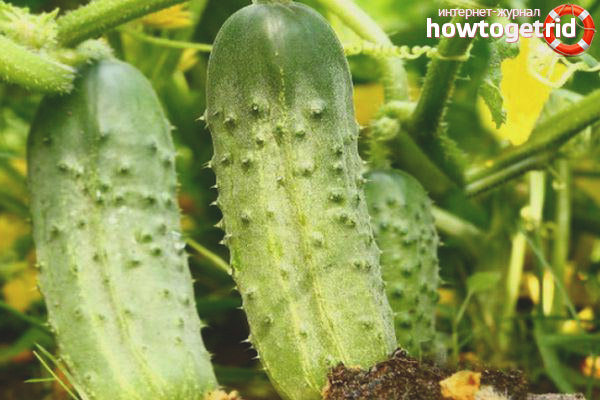 Cucumber Everyone envy F1