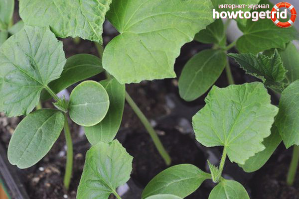 Features of care for cucumbers varieties Ira F1