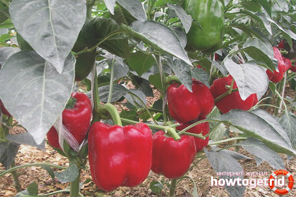 Useful properties of pepper Big fight