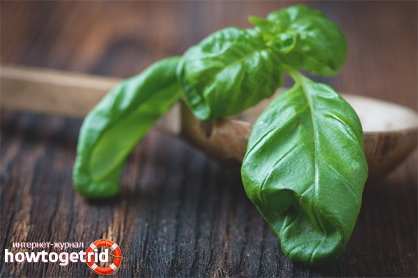 The benefits of basil for men