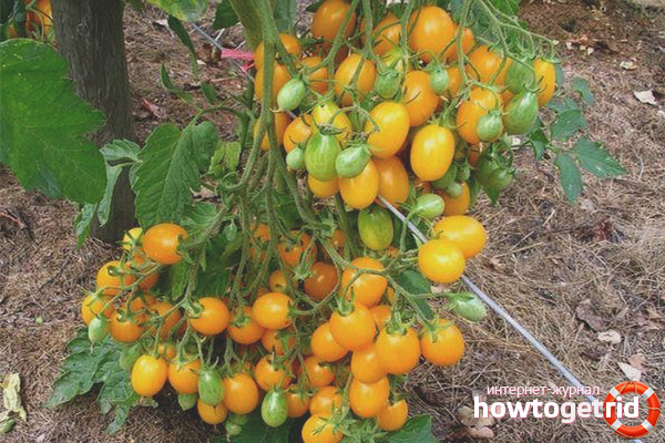Cherry Tomatoes Lisa F1