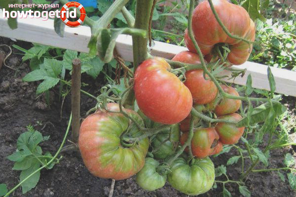 Garden Miracle Tomatoes