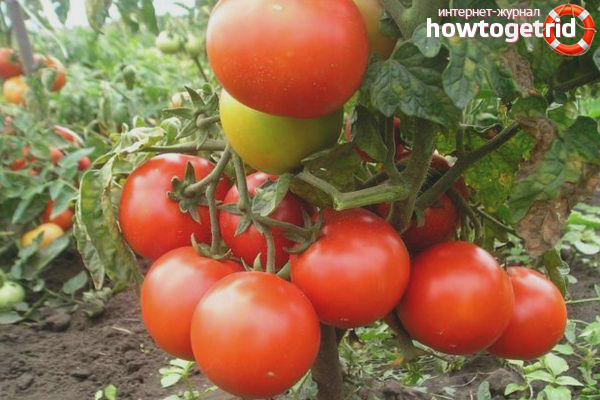 Variety Tomatoes Effect