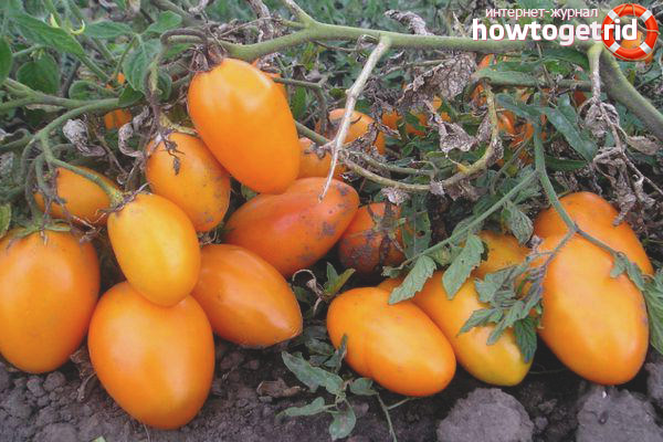 Eldorado variety tomatoes