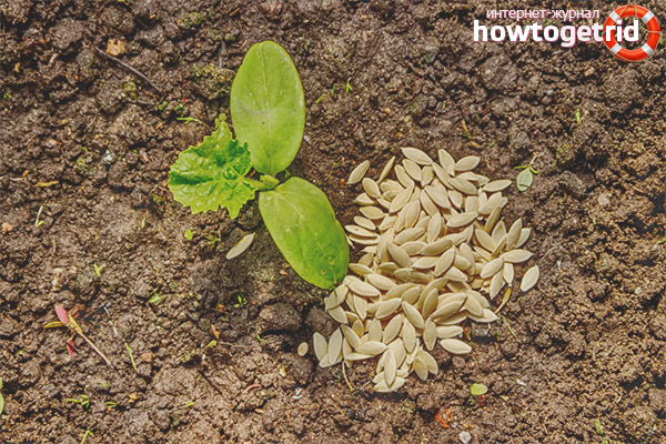 Pflanzen von Gurkensamen Balkon F1