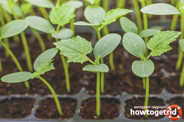 Seedlings of cucumbers Boy with thumb F1