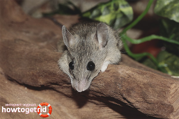 House mouse breeding