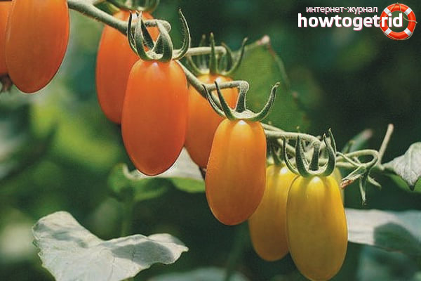 Tomato Cherry Lisa F1