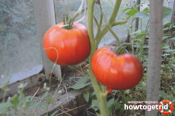 Tomato Miracle Garden
