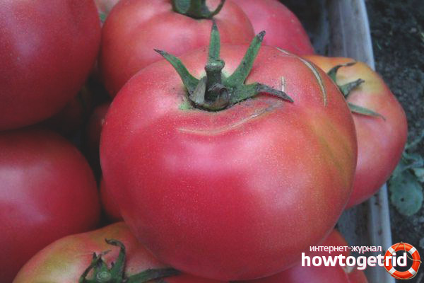 Tomato Japanese rose