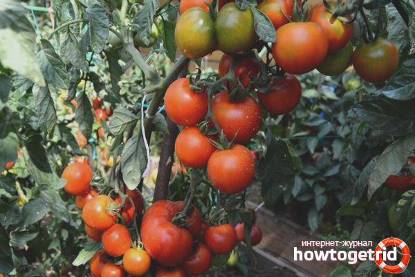 Tomato Japanese Dwarf