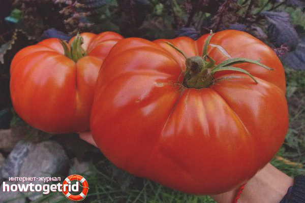 Tomato Shuntuk giant