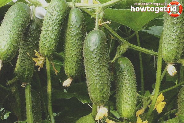 Care for cucumbers varieties Kibria F1