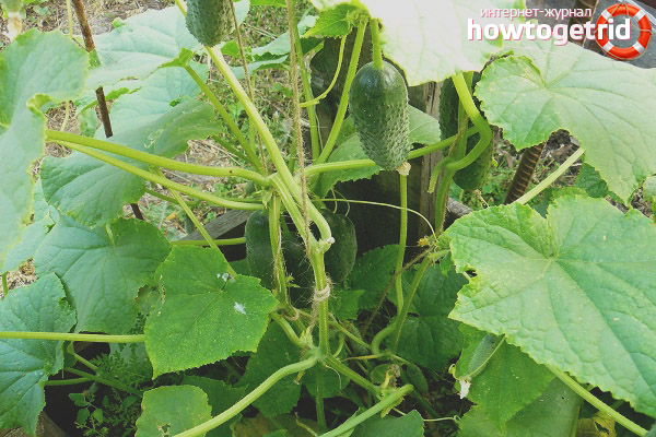 Care for Palchik cucumbers