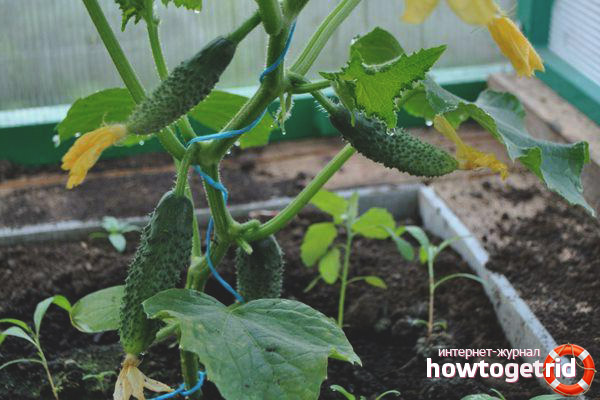 Care for cucumbers varieties Satina F1