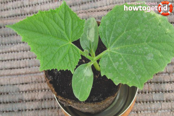 Care for cucumbers grade Trilogy F1