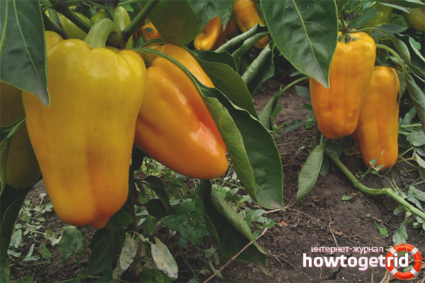 Gladiator Pepper Care