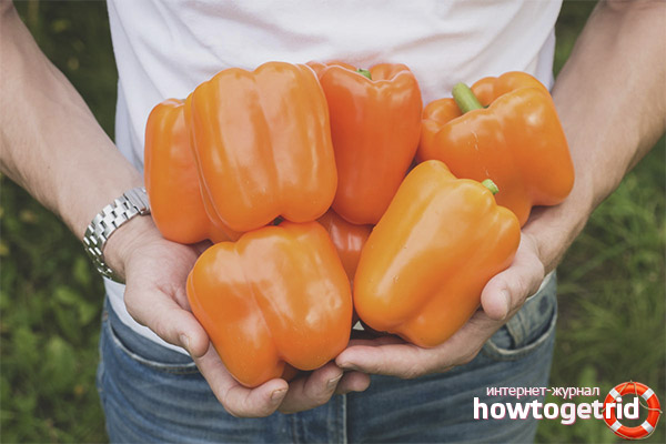 Allar F1 pepper care