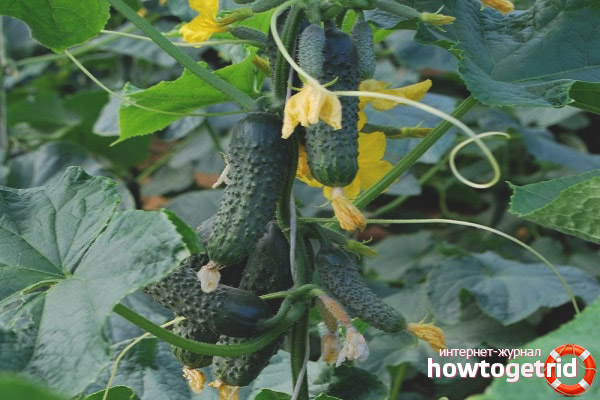 Caring for a variety of cucumbers Carolina F1