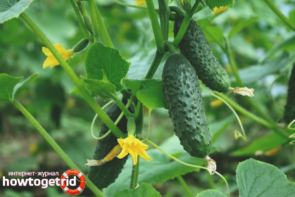 Growing cucumbers Red mullet F1