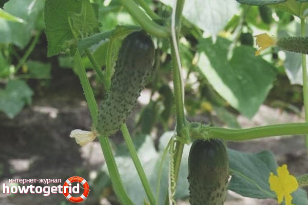 Cultiver des cultivars de concombres Alliance F1