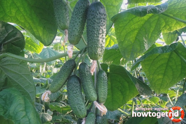 Cultivation of cucumbers varieties Emerald family F1