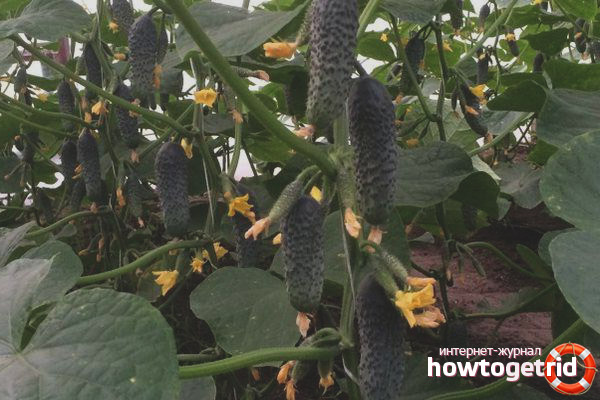 Cultivation of cucumbers varieties Lutoyar F1