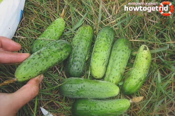 Cultivation of cucumbers varieties Palchik