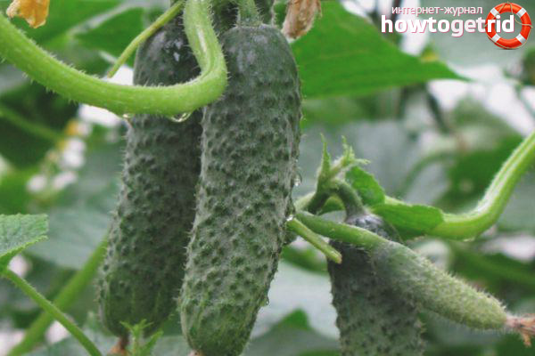 Growing cucumbers Pasalimo F1
