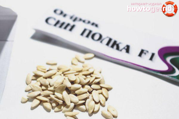 Cultivation of cucumbers of the grade Son of the regiment F1