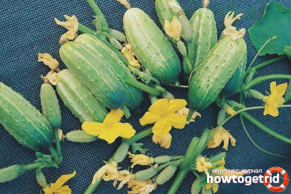 Growing cucumbers varieties Faithful friends F1