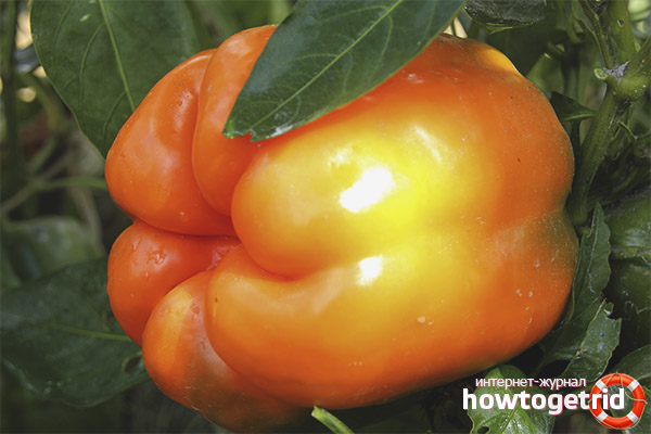 Growing Pepper Big Mom