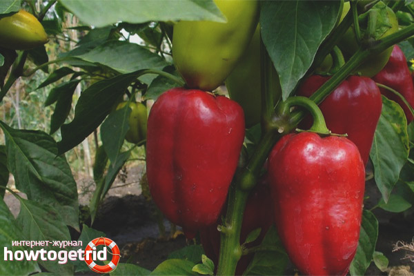 Growing Atlanta pepper