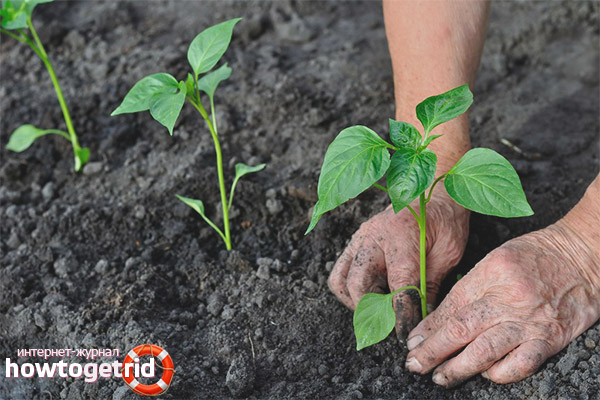 Planting pepper Bogatyr
