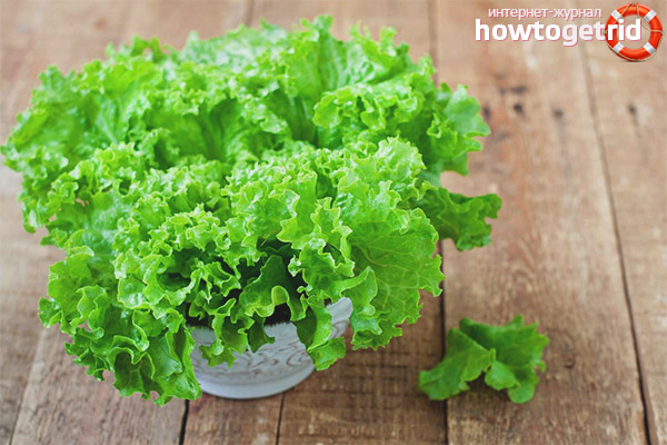 What is useful leaf lettuce