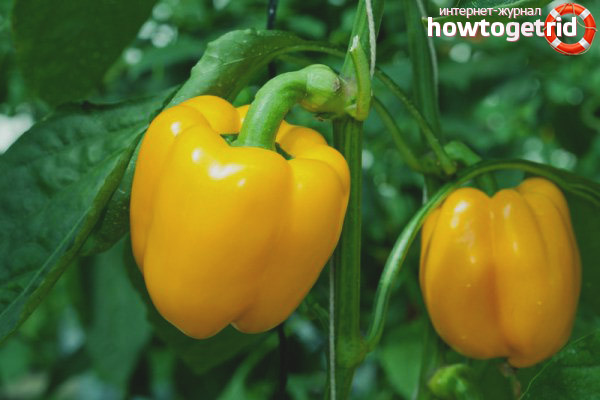 Pepper yellow bell