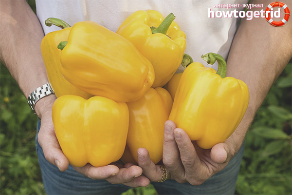 Advantages and disadvantages of Peru Golden Miracle