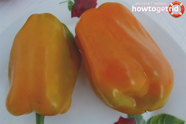 Golden Taurus Pepper Growing Technology