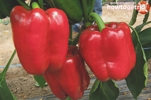 Pepper Prince Igor F1