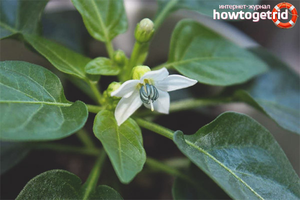 Why flowers and fruits of pepper fall Prince Igor F1