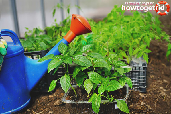 Watering pepper gingerbread man